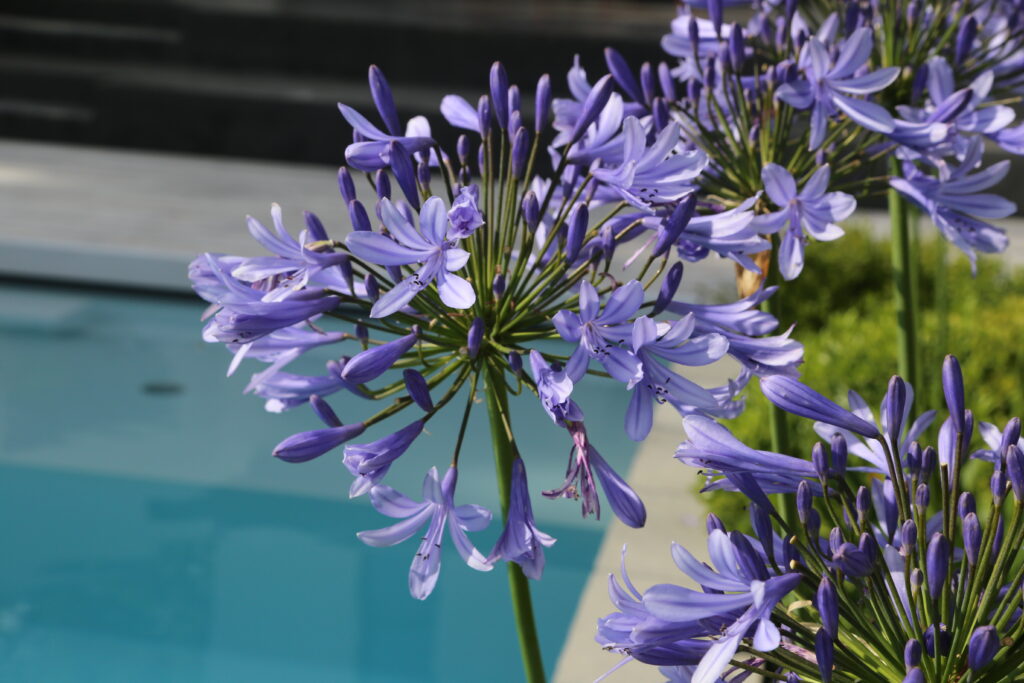 paysagiste_vigneux_de_bretagne